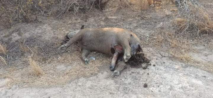 El fuego acaba con la vida de animales silvestres y domésticos en municipios de Bolivia