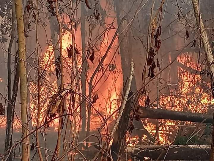 El fuego acaba con la vida de animales silvestres y domésticos en municipios de Bolivia