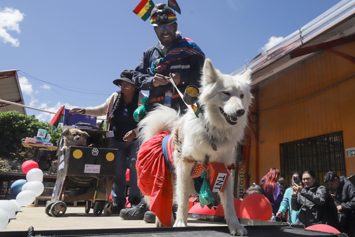  “Patitas con estilo”, una pasarela de perros contra el abandono de mascotas 