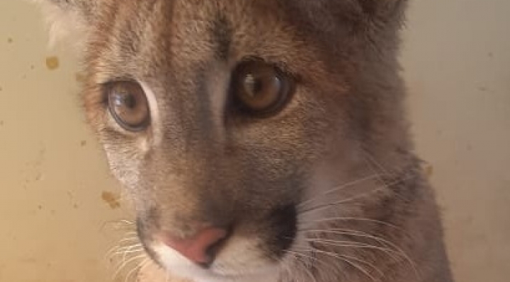 Nuna, la cachorra puma que se quedará en el Bioparque Vesty Pakos