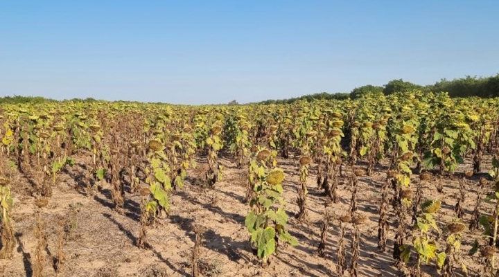 Anapo: Sequía y heladas disminuyen producción de granos en Santa Cruz