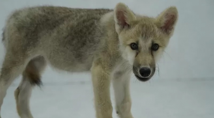 China presenta el primer lobo ártico clonado del mundo 