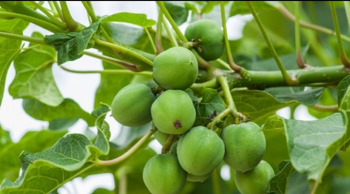 Gobierno prevé cultivar palma aceitera en el norte de La Paz, Beni, Pando y Santa Cruz