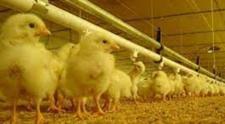 Senasag anuncia la llegada de 10 millones de vacunas contra la gripe aviar al país