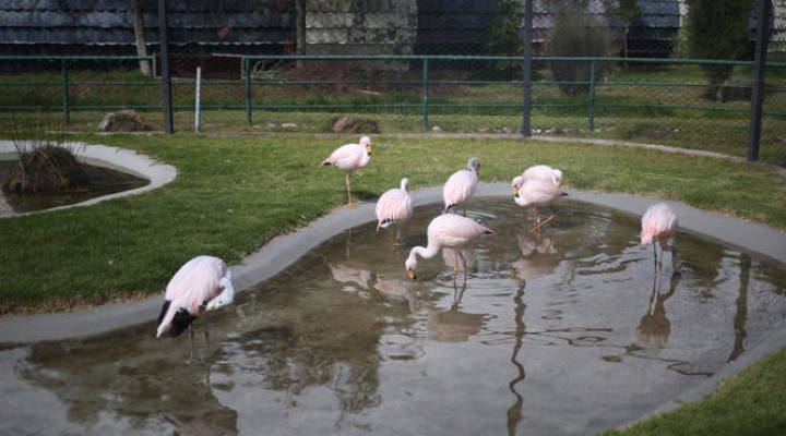 Los esfuerzos de Bolivia para proteger a los flamencos altoandinos, una especie en riesgo