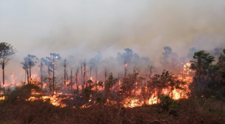 La pérdida de bosques disminuye en el mundo, pero en Bolivia crece un 27%