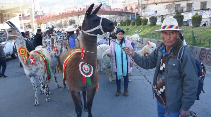 Bolivia lanza el Año Internacional de los Camélidos para impulsar la producción local