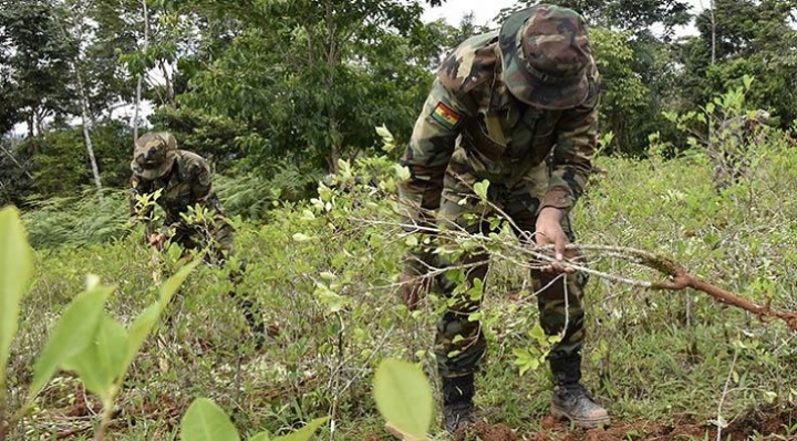 Ministro López anuncia inició de erradicación de coca excedentaria el 20 de enero, cocaleros del Trópico cochabambino aceptan el reinicio de tareas