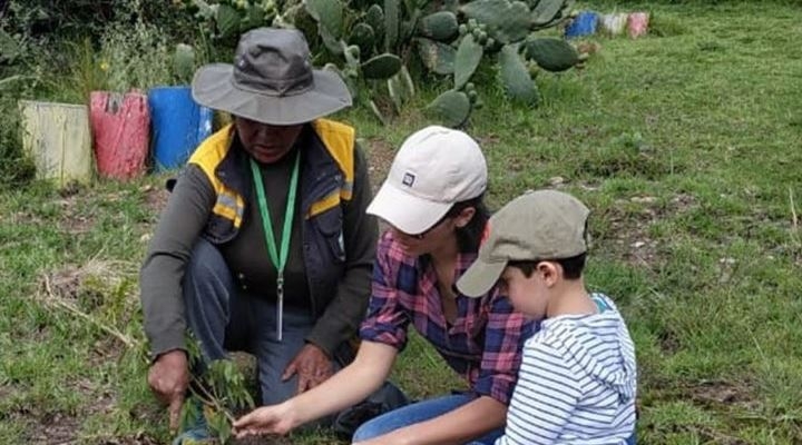 Se reforestarán los parques de la ciudad de La Paz con keñuas y tacarcayas