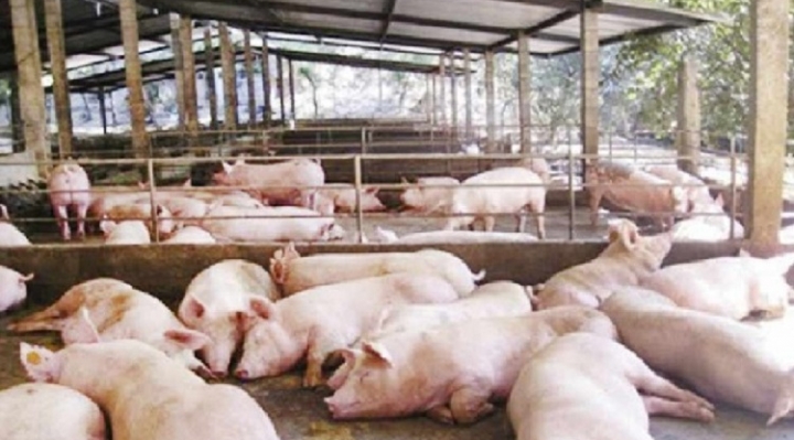 Caen las ventas de cerdo en 80% y aumentan en 30% las de huevo