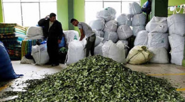 Adepcoca reactiva con medidas de bioseguridad venta de hoja de coca a nivel nacional