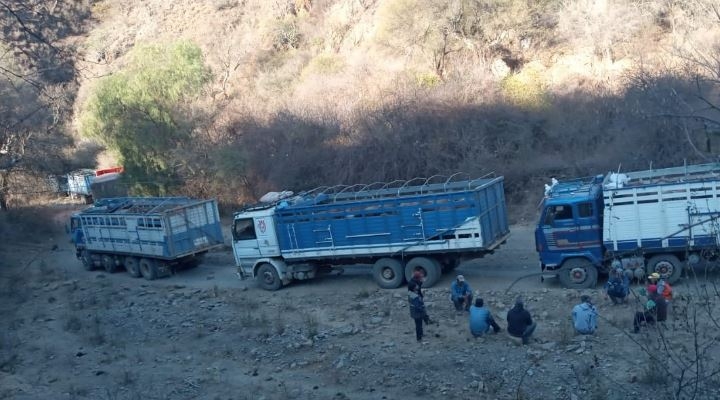 Drama en carreteras bloqueadas, choferes claman alimentos y agua para ellos y animales que transportan