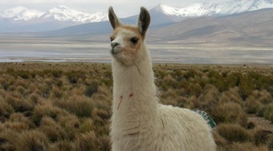 Nueva esperanza contra el Covid-19: expertos detectan anticuerpos en una especie de llama