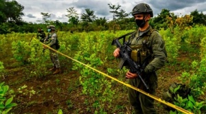 Por qué en Colombia se está produciendo más cocaína si hay menos cultivos de coca