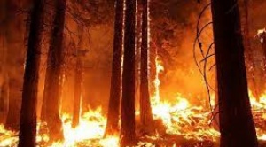 ABT autoriza nuevas quemas en la Amazonía de La Paz, Beni y Pando