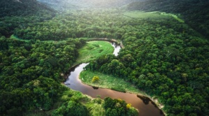 Amazonía: del abandono histórico de los Estados, al avance de la apropiación capitalista