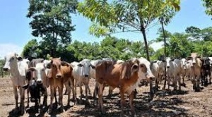 Solón sobre el Plan de Desarrollo Económico Social: "es pésimo y criminal el aumento del ganado al 2025"  