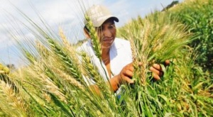 Anapo reporta disminución en la siembra de trigo y alerta déficit de hasta 500.000 toneladas para este año