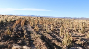 En un mes, las familias afectadas por la sequía aumentan en 347% en Bolivia