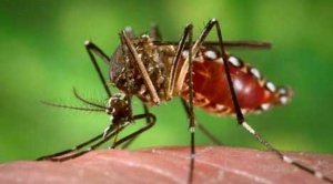 Qué es el dengue, cómo se transmite y cuáles son sus síntomas 