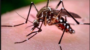 El brote de dengue que ha dejado decenas de muertos y miles de contagiados en América Latina