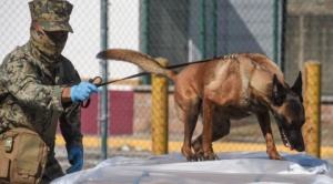 El rastro de destrucción de México a EEUU que deja el fentanilo, la droga 50 veces más potente que la heroína