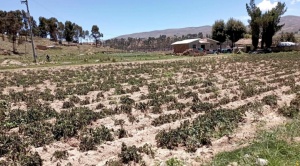 OPINIÓN| Estamos en vísperas de un estallido debido a la crisis climática | Ramiro Pillco-Zola |