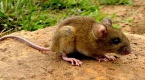 Un varón muere por hantavirus en trópico de Cochabamba y su hija se contagió