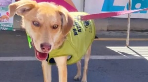 Este domingo se realiza una campaña de adopción de perros y gatos en el atrio del mercado Camacho 