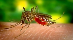 Suben a 47 los casos de dengue en el norte de La Paz