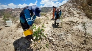 Alcaldía foresta exrelleno sanitario de Alpacoma con 1.500 plantines 1