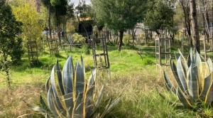 Jardineras, parques y calles de la ciudad siguen descuidados y llenos de maleza 1