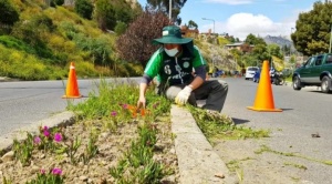 Emaverde prevé que la limpieza  de áreas verdes en los 7 macrodistritos  urbanos concluya a finales de junio 1