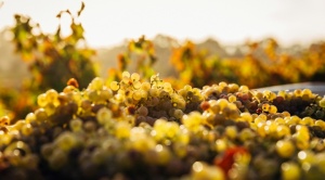 Cinco bodegas tarijeñas se unen para proteger a las fuentes de agua de la reserva de sama 1