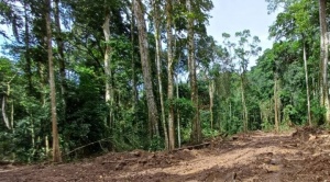 Un grupo de activistas ambientales en Ixiamas enfrenta la destrucción de la Amazonía 1