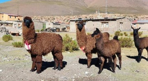 Bolivia reúne saberes para preservar el hábitat de las llamas ante el cambio climático 1