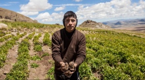 Leonel, el joven que lucha por preservar hasta 40 variedades de papas nativas 1