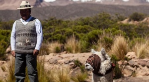 Wilancha, la ceremonia de sacrificio de llamas y alpacas para la Pachamama 1