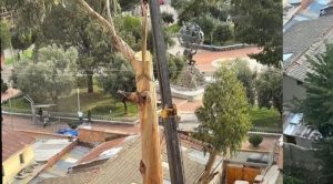 Alcaldía de La Paz aclara que árbol en la calle 8 de Calacoto fue podado por prevención y no talado 1