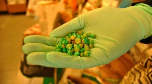 Organizaciones rechazan la introducción de semillas modificadas y defienden la soberanía alimentaria 1