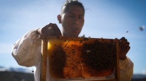 El boliviano que rescata abejas y enseña a convivir con ellas para preservar el planeta 1