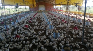 El Gobierno anuncia un fideicomiso y aranceles cero para producción agrícola y avícola 1