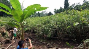 Pueblos indígenas amazónicos reducen deforestación con tecnología satelital