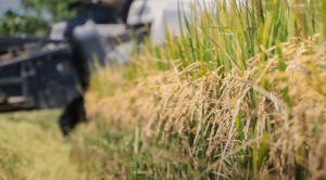 Productores de arroz anuncian “tractorazo” en Beni ante la escases del diésel