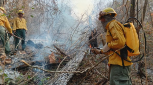Bolivia perdió 9% de bosques húmedos  tropicales por los incendios forestales de 2024, según informe internacional