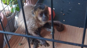 Pofoma rescata a dos monos que deambulaban en el centro de Sucre