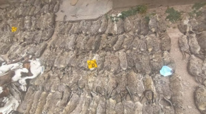 Fiscalía investiga biocidio tras hallar más de 580 vizcachas y 89 sullus disecados en una vivienda de Oruro