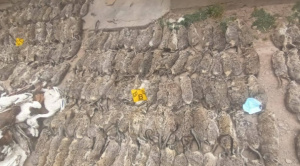 Envían a la cárcel a un hombre investigado por muerte de vizcachas; una mujer recibe detención domiciliaria