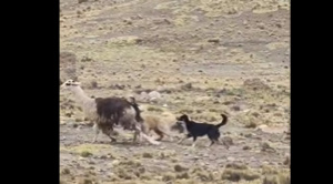 Pobladores de Milluni denuncian que perros vagabundos atacan a llamas