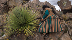 Bolivia da pasos para la conservación de la puya raimondii, la planta “reina de los Andes”